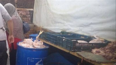 ضبط ربع طن دواجن غير صالحة للاستهلاك الآدمي بشبرا الخيمة