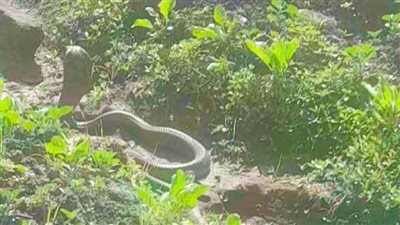 الطب البيطري يكشف حقيقة ظهور ثعابين ضخمة بقرية كفر العجرمة بالغربية 