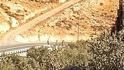 مستوطنون يهاجمون المزارعين الفلسطينيين في وادي سعير شمال الخليل