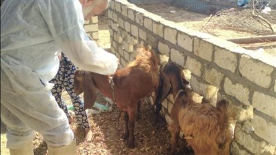  تحصين 8062 رأسًا من الأغنام والماعز ضد الطاعون بالإسماعيلية ( صور ) 