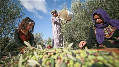 تفسير حلم جمع الزيتون في المنام وعلاقته بمواجهة مشاكل صحية 