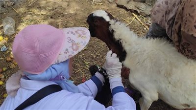 بيطرى اسوان يطلق الحملة القومية الثالثة للتحصين ضد الحمى القلاعية والوادي المتصدع (صور) 