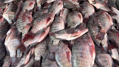 الجمبري يسجل 500 جنيه، أسعار الأسماك اليوم بالبحيرة (فيديو) 