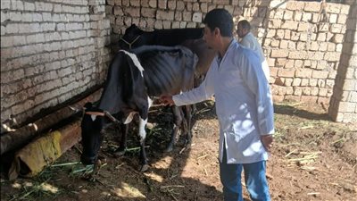 انطلاق الحملة القومية للتحصين ضد مرض الحمى القلاعية بالجيزة