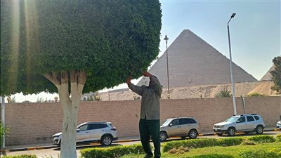 الجيزة تواصل تجميل محيط المتحف المصري الكبير استعدادًا للافتتاح العالمي