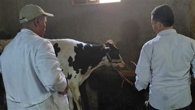 انطلاق حملة تحصين الماشية ضد الحمى القلاعية والوادي المتصدع بالبحيرة