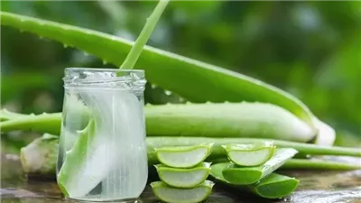 أكثر من 200 مركب، البحوث الزراعية يكشف اتجاهات حديثة لاستخدام الصبار بالتصنيع الغذائي