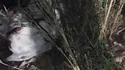 لجنة عاجلة من الطب البيطري تفحص واقعة ذبح حمير داخل أرض زراعية بالسنطة