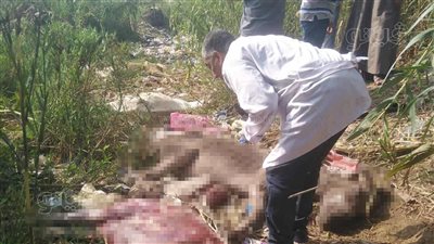 الطب البيطري بالغربية يعاين موقع 