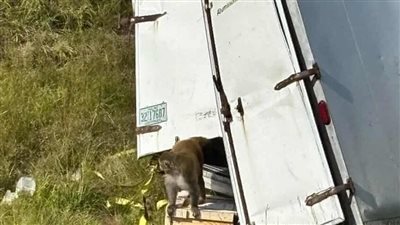 مصابة بالتهاب الكبد وكورونا، طوارئ صحية بولاية أمريكية بعد هروب قرود مختبرات (فيديو)