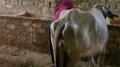 تضامن الفيوم: تسليم 9425 رأس ماشية للأسر الأولى بالرعاية