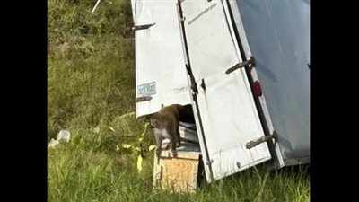 بعد واقعة الولايات المتحدة، تعرف على أهمية القرود في المختبرات الطبية (فيديو) 