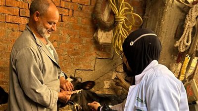 الزراعة: تحصين أكثر من 421 ألف رأس ماشية ضد الحمى القلاعية والوادي المتصدع 