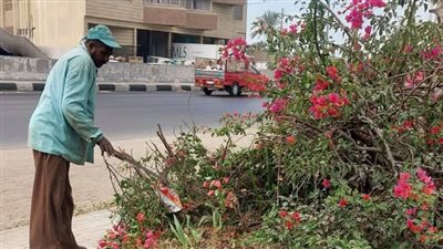 أعمال ري وتقليم أشجار أمام نادي القضاة ومبنى جامعة دمنهور