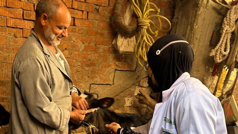 حملة تطعيم الماشية