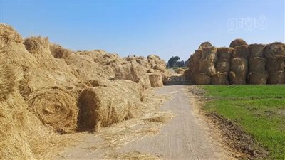 الحبس سنة وغرامة مليون جنيه، عقوبات صارمة لوقف حرق قش الأرز بالشرقية 