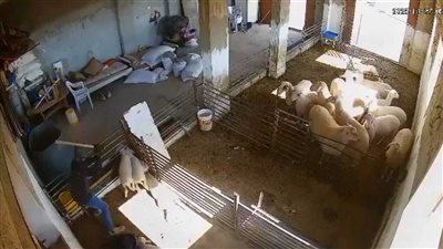 عذبوا الحيوانات وأحرقوا المساجد، مستوطنون يقتحمون منازل الفلسطينيين في الضفة الغربية (فيديو) 