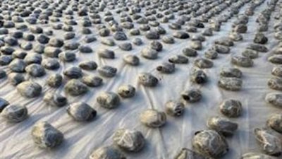 بالصور، الداخلية تسقط عصابة بحوزتها 2.25 طن مخدرات قيمتها 150 مليون جنيه فى السويس 