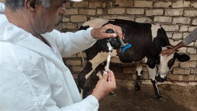 تحصين 8140 رأس ماشية ضد الحمى القلاعية بالإسماعيلية