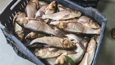 ضبط 130 كيلو أسماك فاسدة في الوادي الجديد