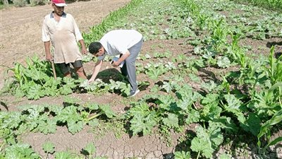 زراعة الفيوم تنظم ندوة إرشادية عن قواقع المحاصيل الشتوية وطرق مقاومتها