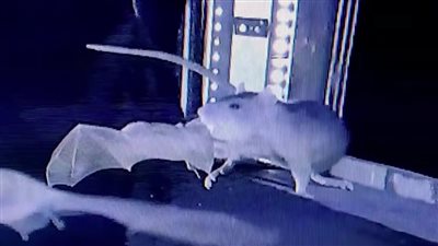 تحذير من وباء جديد يهدد البشرية، علماء ألمانيا يرصدون ظاهرة غامضة للفئران والخفافيش