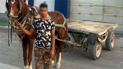 ضبط سائق عربة كارو صدم أجنبية وهرب في شمال سيناء