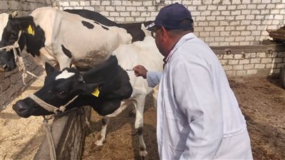 الزراعة: إنتاج 8 ملايين جرعة من لقاح العترة الجديدة للحمى القلاعية وتحصين 4 ملايين رأس ماشية