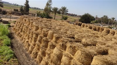 شئون البيئة بالشرقية يحرر 326 محضرا ويجمع 474 ألف طن قش أرز