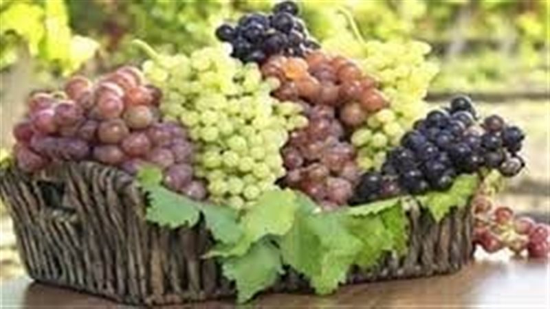 تفسير رؤية أكل العنب