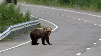 الجيش الياباني ينشر قواته لمواجهة زيادة هجمات الدببة القاتلة 
