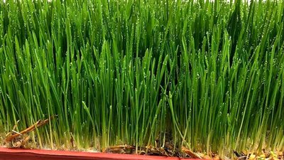 مهم للصحة العامة، طريقة استنبات الشعير في المنزل 