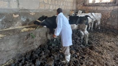 نفوق وتفش من بيت إلى بيت، عبد العزيز السيد يكشف عن كارثة بشأن الحمى القلاعية ويطالب بإغلاق الأسواق فورا