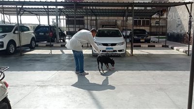 حملات لتحصين كلاب الشوارع بلقاح السعار ببورفؤاد (صور)