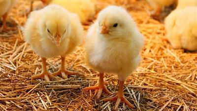 أسعار الكتاكيت والبط اليوم الخميس في بورصة الدواجن