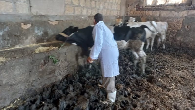 الماشية، فيتو