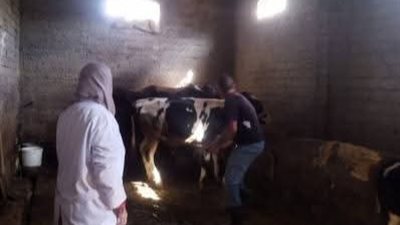 بيطري الإسكندرية: نناشد الفلاحين بضرورة تحصين الحيوانات ضد الحمى القلاعية 