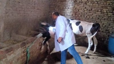 تحصين 129 ألف رأس ماشية ضد الحمى القلاعية وحمى الوادي المتصدع بكفر الشيخ