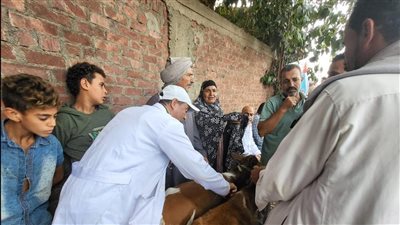 تحصين 65 ألف رأس ماشية ضد الأمراض الوبائية بالقليوبية 