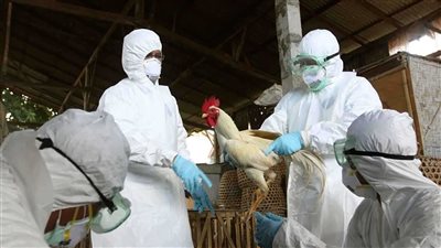 بريطانيا ترصد حالات إصابة بفيروس إنفلونزا الطيور شديدة الضراوة