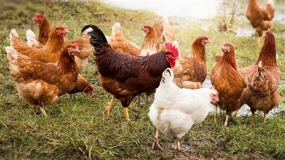 انخفاض البيضاء والبلدي 