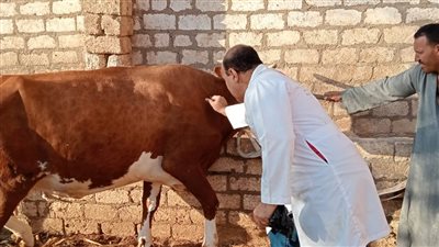 تحصين 36 ألف رأس ماشية خلال الأسبوع الثاني لحملة مكافحة الوادي المتصدع والحمي القلاعية بأسيوط