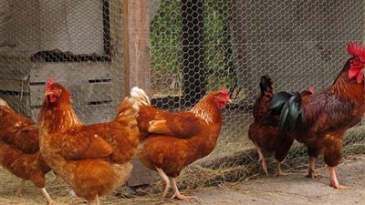 البلدي تواصل الارتفاع، سعر الفراخ في الأسواق (آخر تحديث)