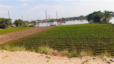 ري الغربية تنفي تأثر سمنود بارتفاع منسوب النيل 