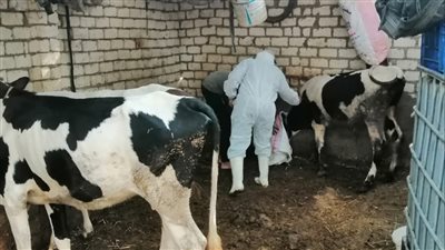 تحصين 1389 رأس ماشية ضد الحمى القلاعية بالإسماعيلية