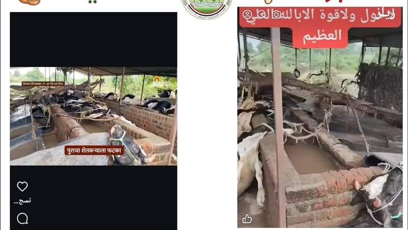 نفوق الماشية 