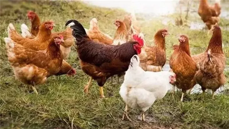 أسعار الفراخ اليوم،