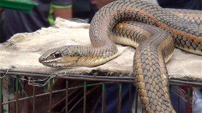 ثعابين طبريا تهاجم المستوطنين المتطرفين وتثير ذعرهم، والنشطاء: ظهور الرعب من جنود ربك 