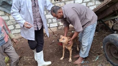 مديرية الطب البيطري بكفر الشيخ تشن حملات للوقاية من مرض السعار