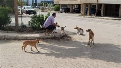 بيطرى الإسماعيلية والرفق بالحيوان يواصلان تحصين الكلاب ضد مرض السعار 